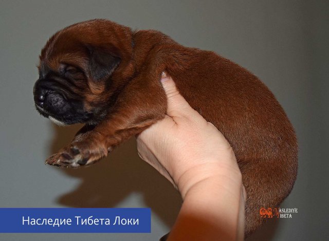 Щенки от пары Брайн х Ютера